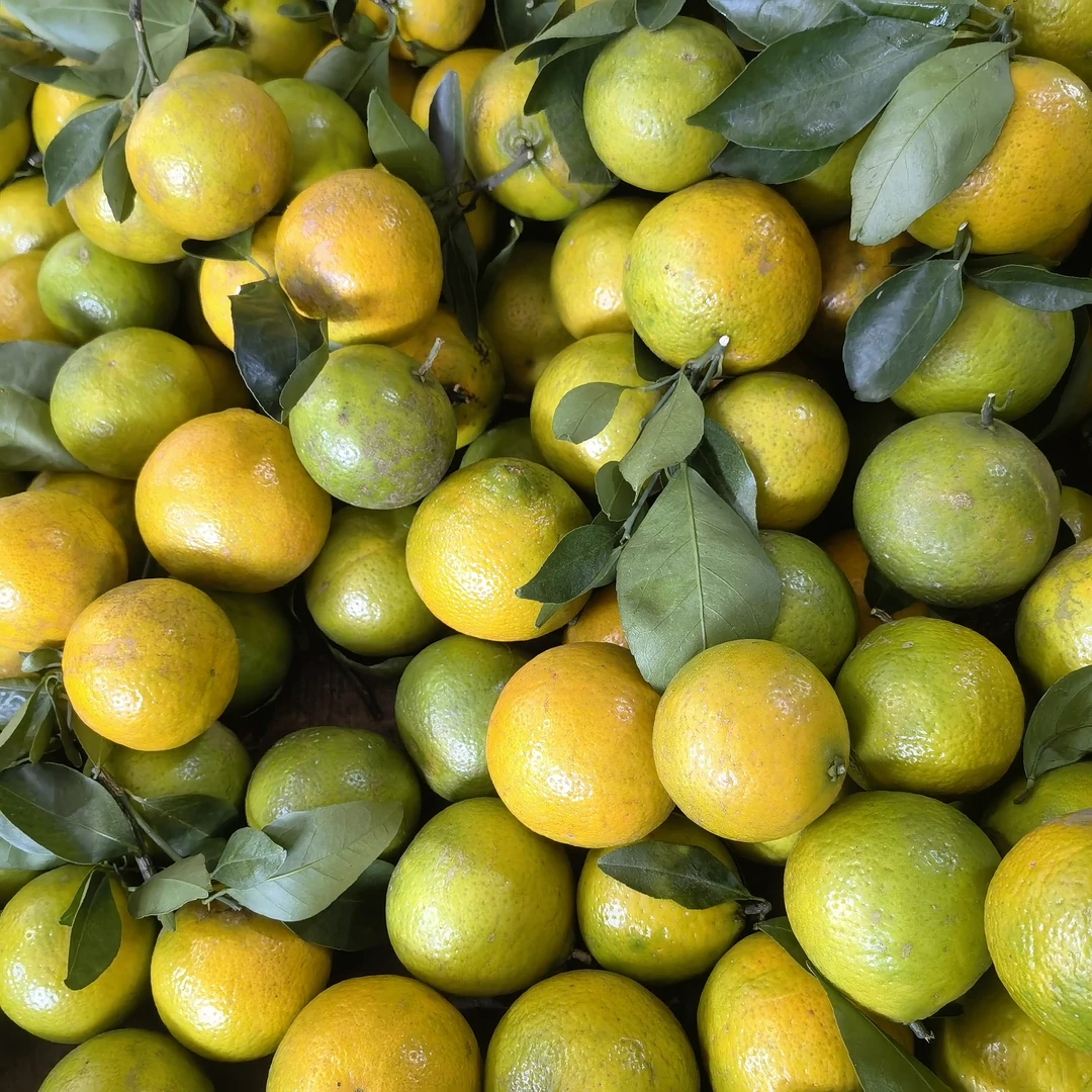 广东本地皇帝柑，皮薄肉厚，汁多清甜，美味可口。（偏远地区不包邮）