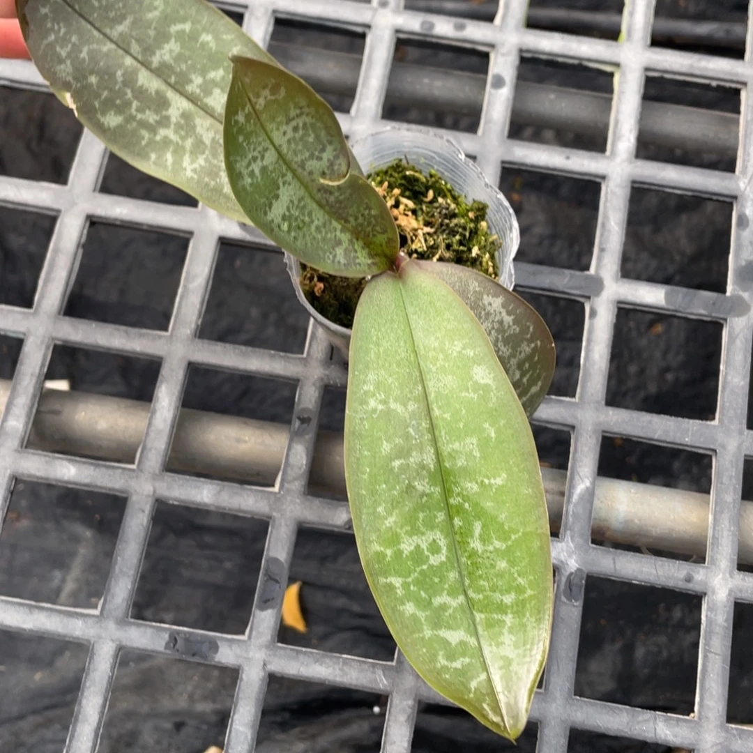 当前无花栽培后可以开花盲盒，新叶叶瑕，特价不售后