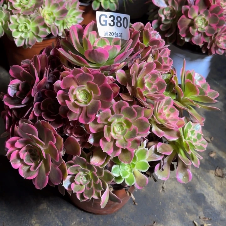 瑞妈，，。。。。380。皇后