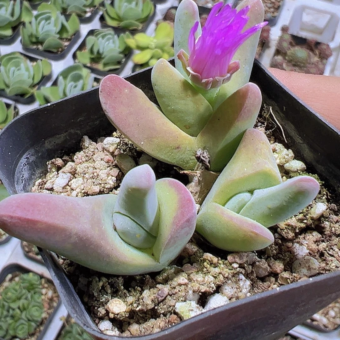 大鲨鱼19包邮多肉植物