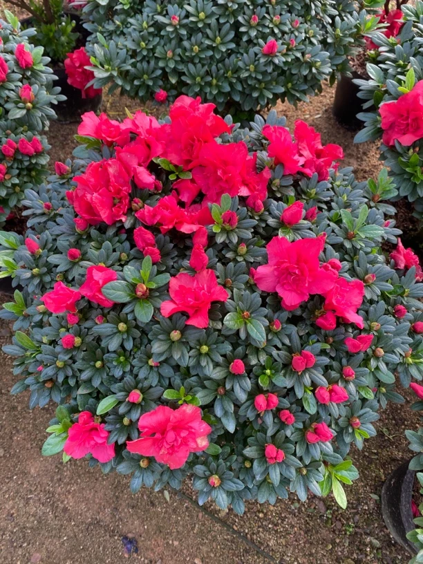 盆栽植物杜鹃花杨梅红基地种植原盆原土发货