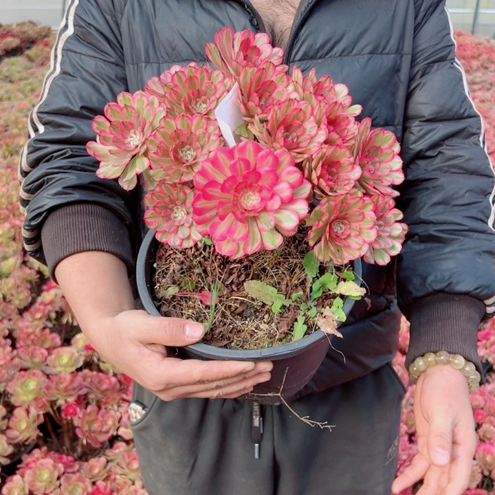 粉铜72号多肉法师