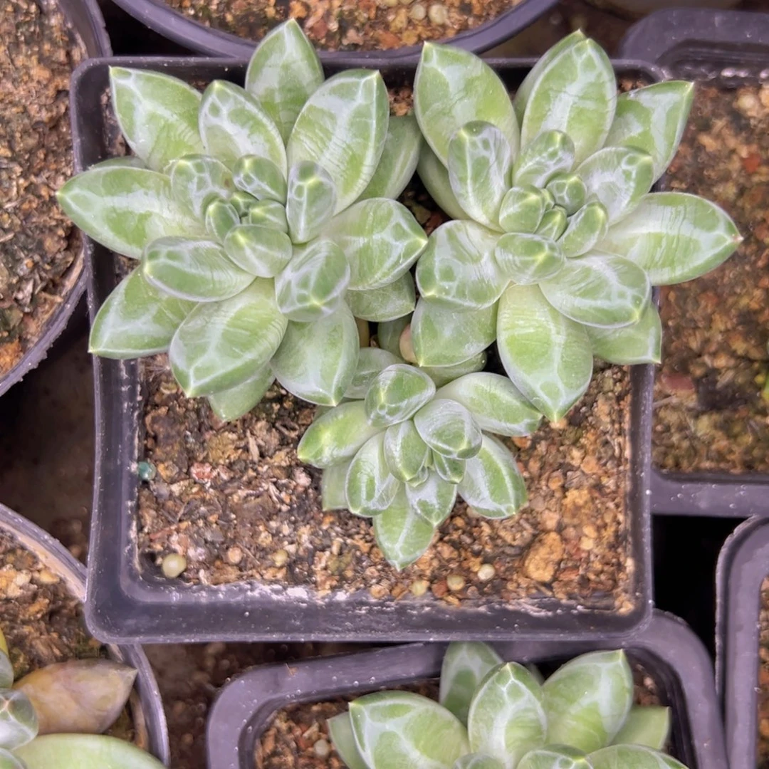 青花瓷一物一拍发货