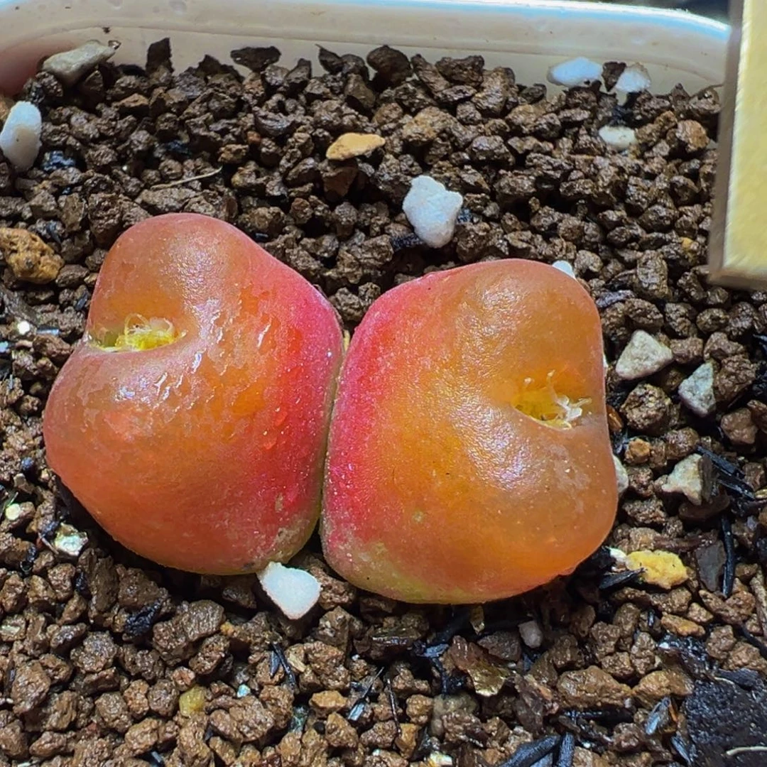 8年进口水蜜桃多肉