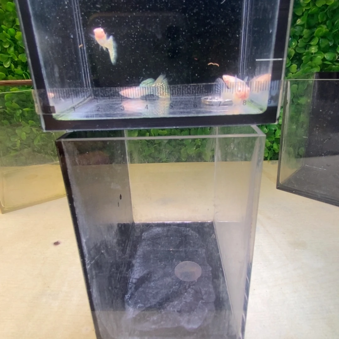 孔雀鱼蛇王白字两对