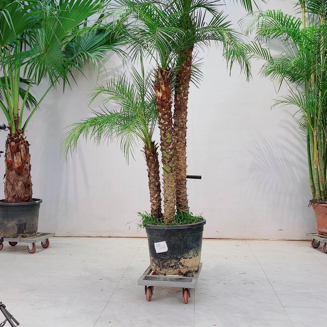 紫**开235677899000000