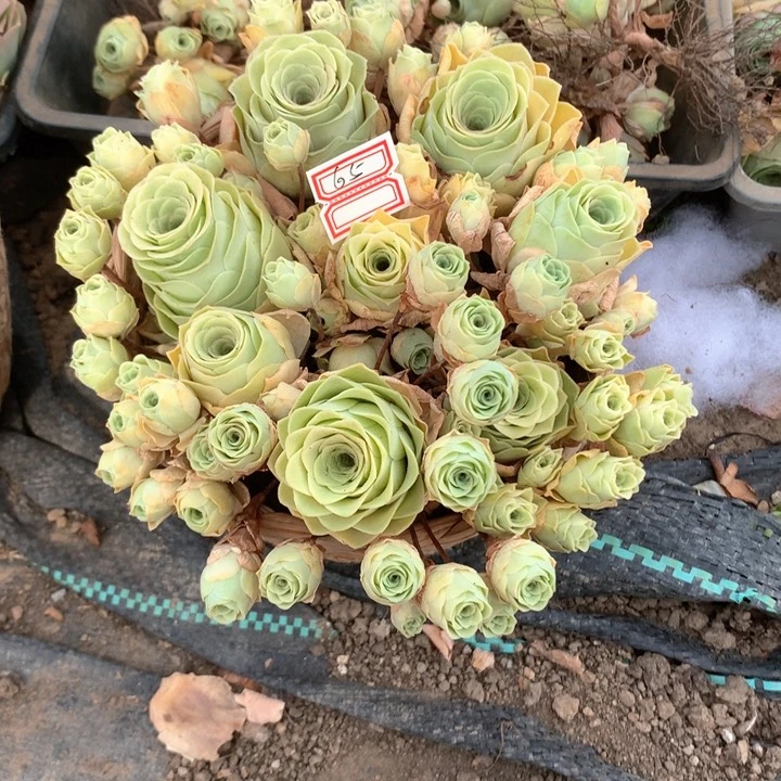 阿罗拉黄玫瑰多肉群模特65