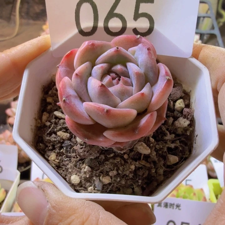 065.qqqqqqwwwwwww