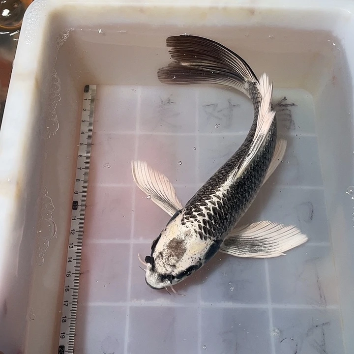 蝴蝶鲤鱼渔场直发36