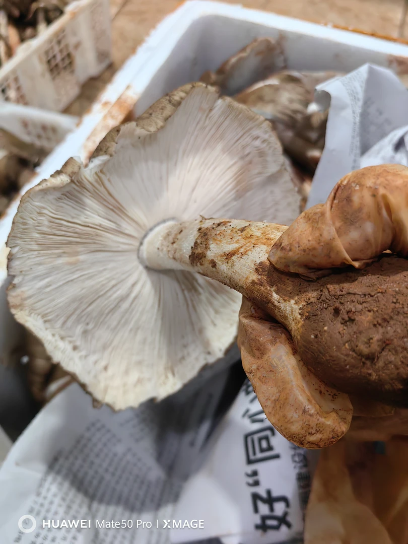 仁寿特产斗鸡公鸡枞菌新鲜开伞四川菌子