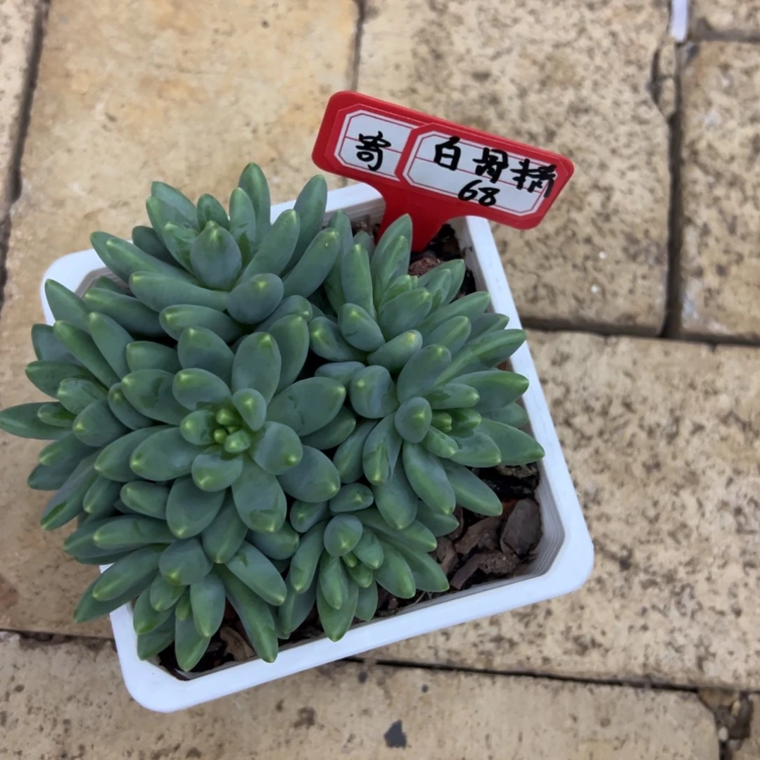 ****精白骨精68寄养。