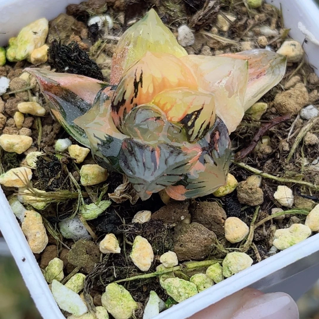 36黑水晶玉露锦（根弱介意勿拍）福利专场