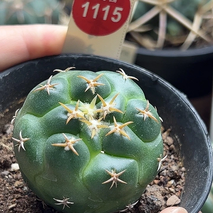 实生短豪刺象牙4.5cm