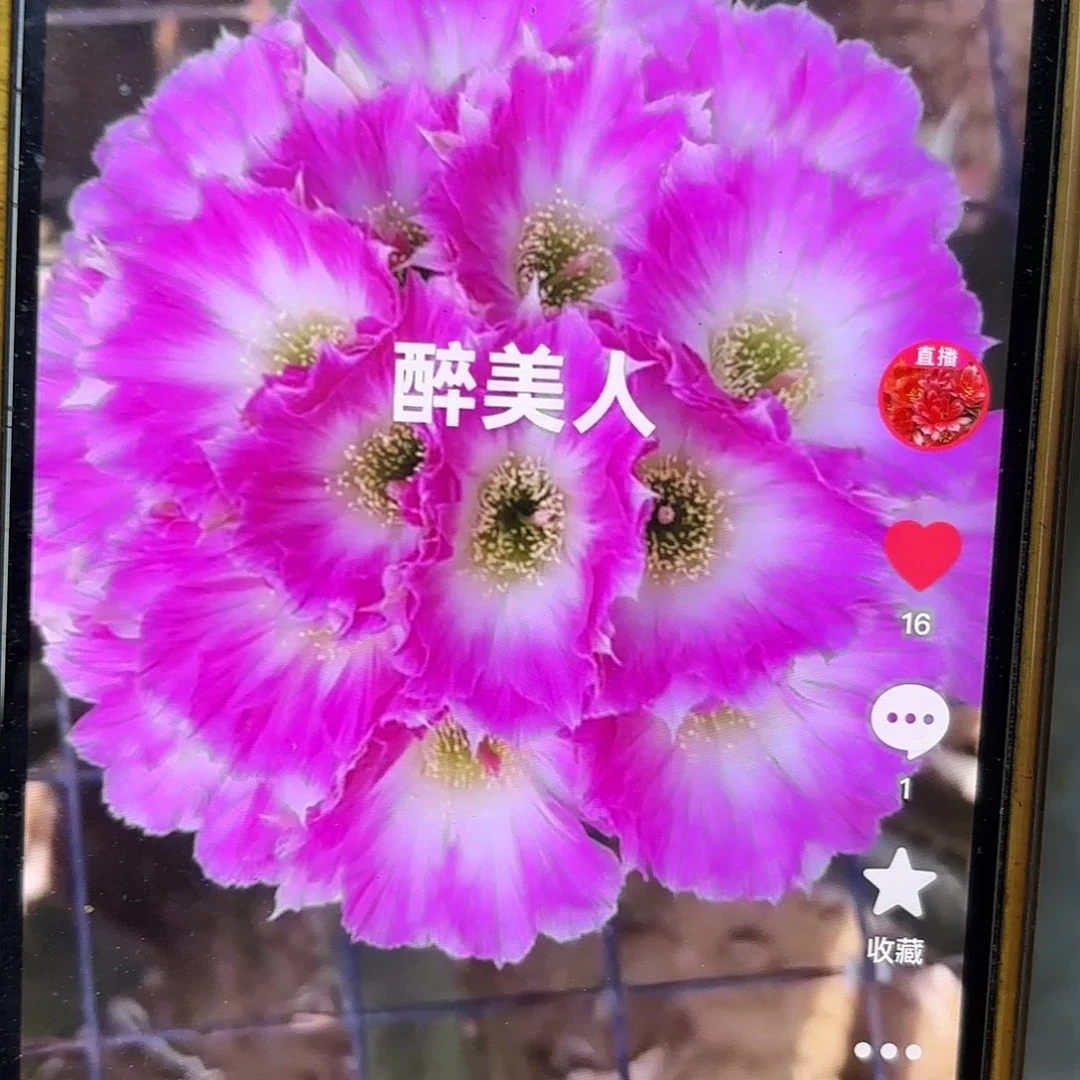 醉美人丽花侧牙20包邮20