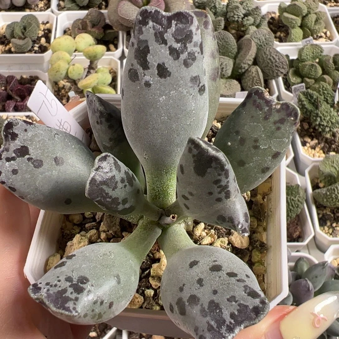 猫耳海豹多头纯木质桩多肉植物水泡