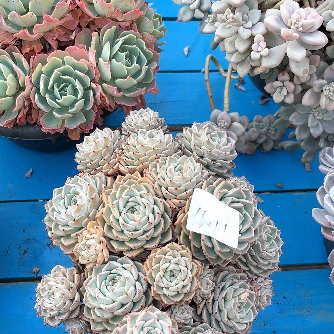 沙罗姬牡丹16011