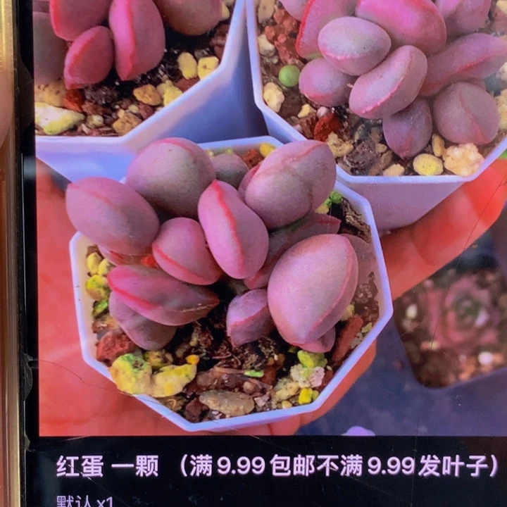 红蛋 （满9.99包邮不满9.99发叶子）