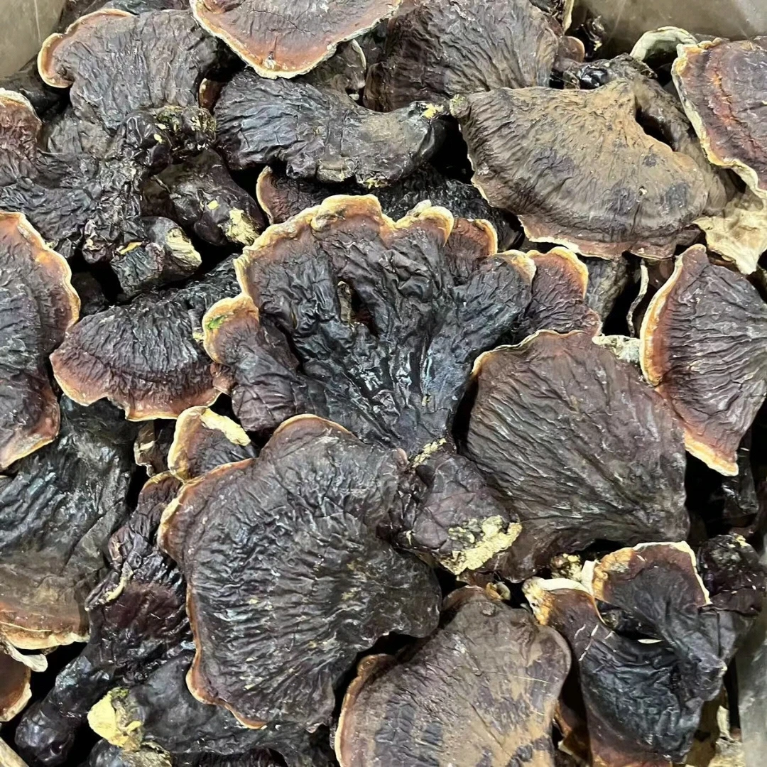 云南山货【白肉灵芝】干货自然生长痕迹煮水炖汤菌香味浓郁山野好货