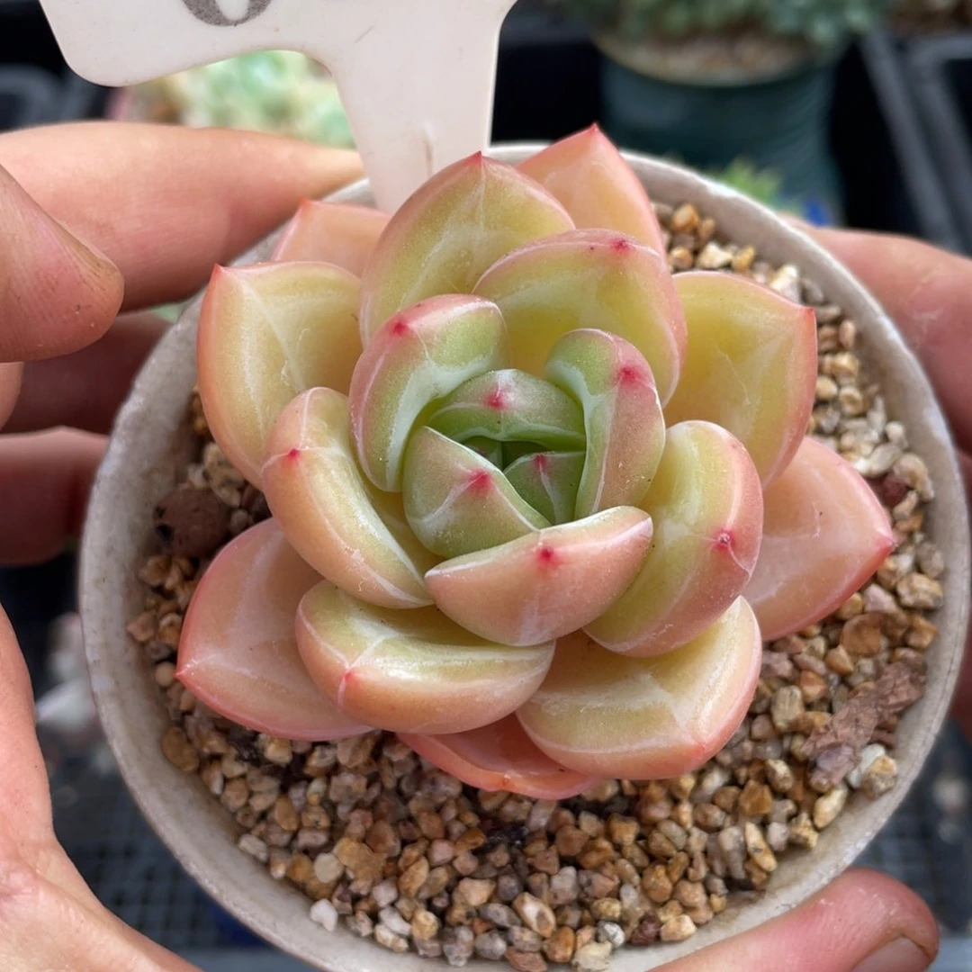 0679香槟不带盆6厘米