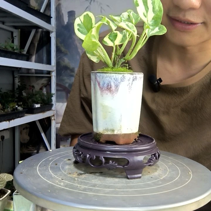 ❤****.中青园艺一物一拍50