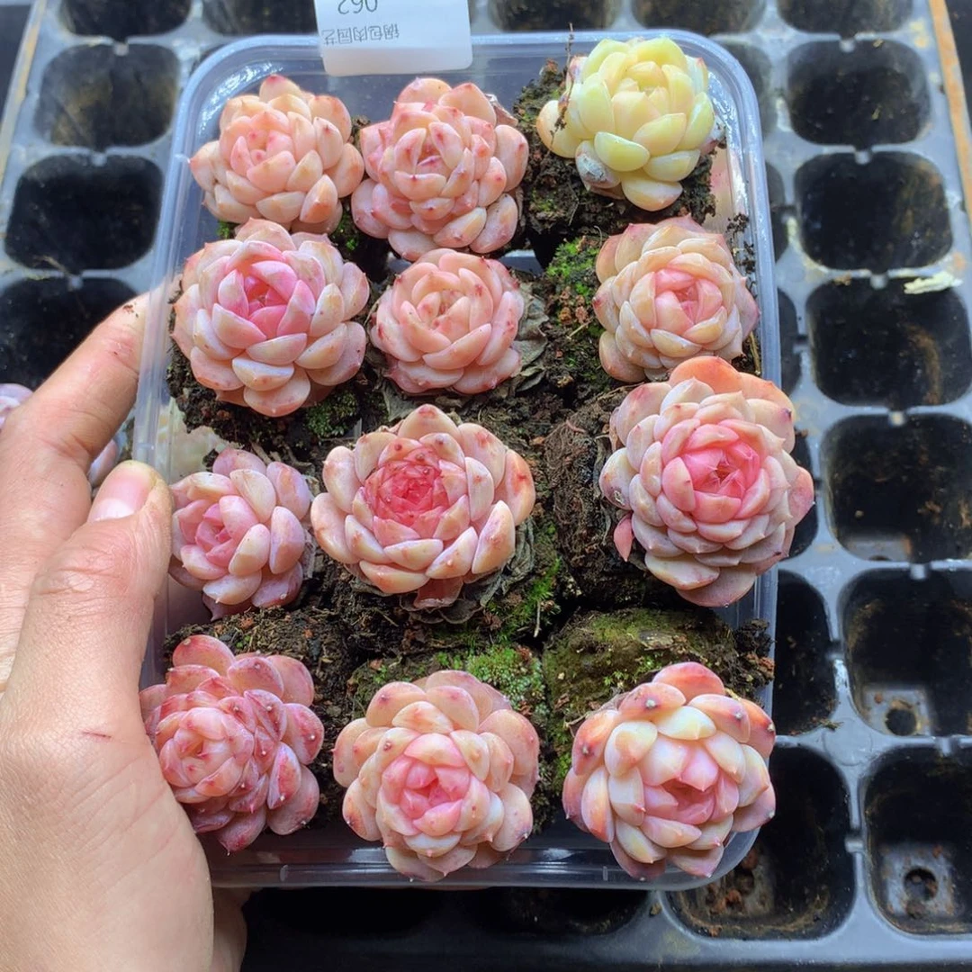 反反复复还是很开心062