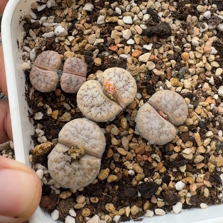 g***aS561拿铁化荒杂混合