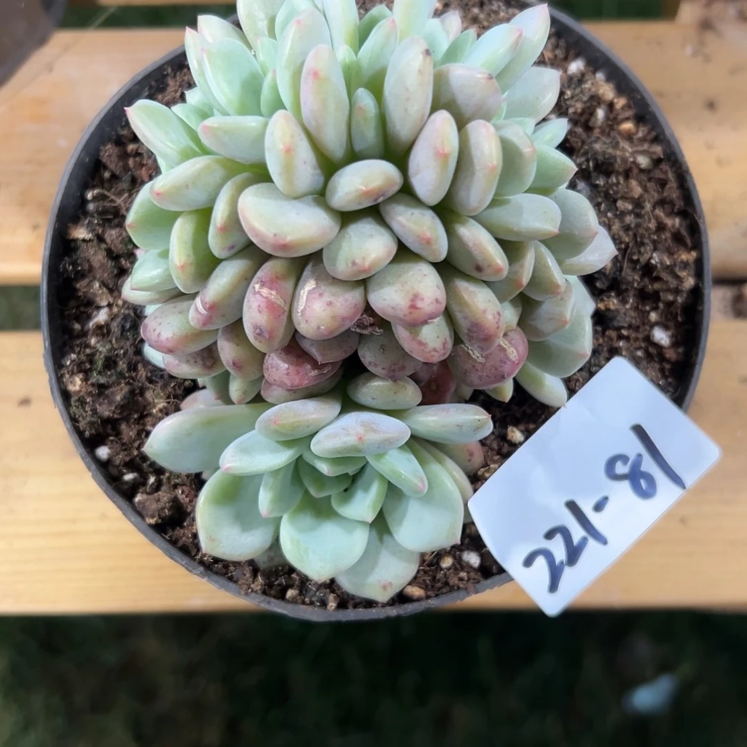瑋**i221-81爱丽儿朵朵缀寄养