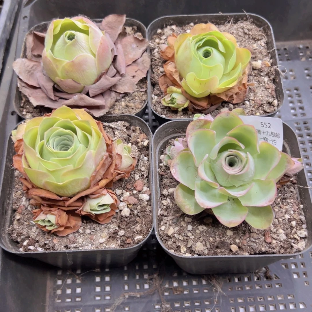 552 侧牙掉了不包损无售后