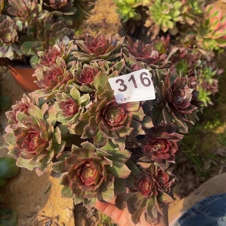 红霞多肉植物316