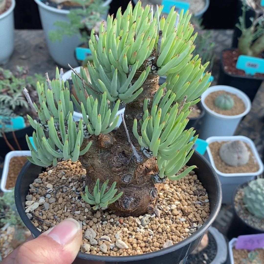 产地白象多肉植物一个