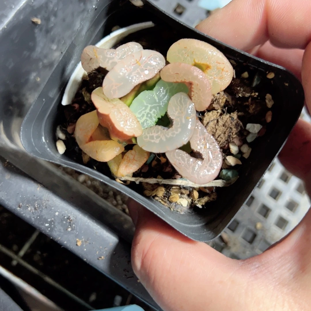 是**呀3227多肉植物一颗