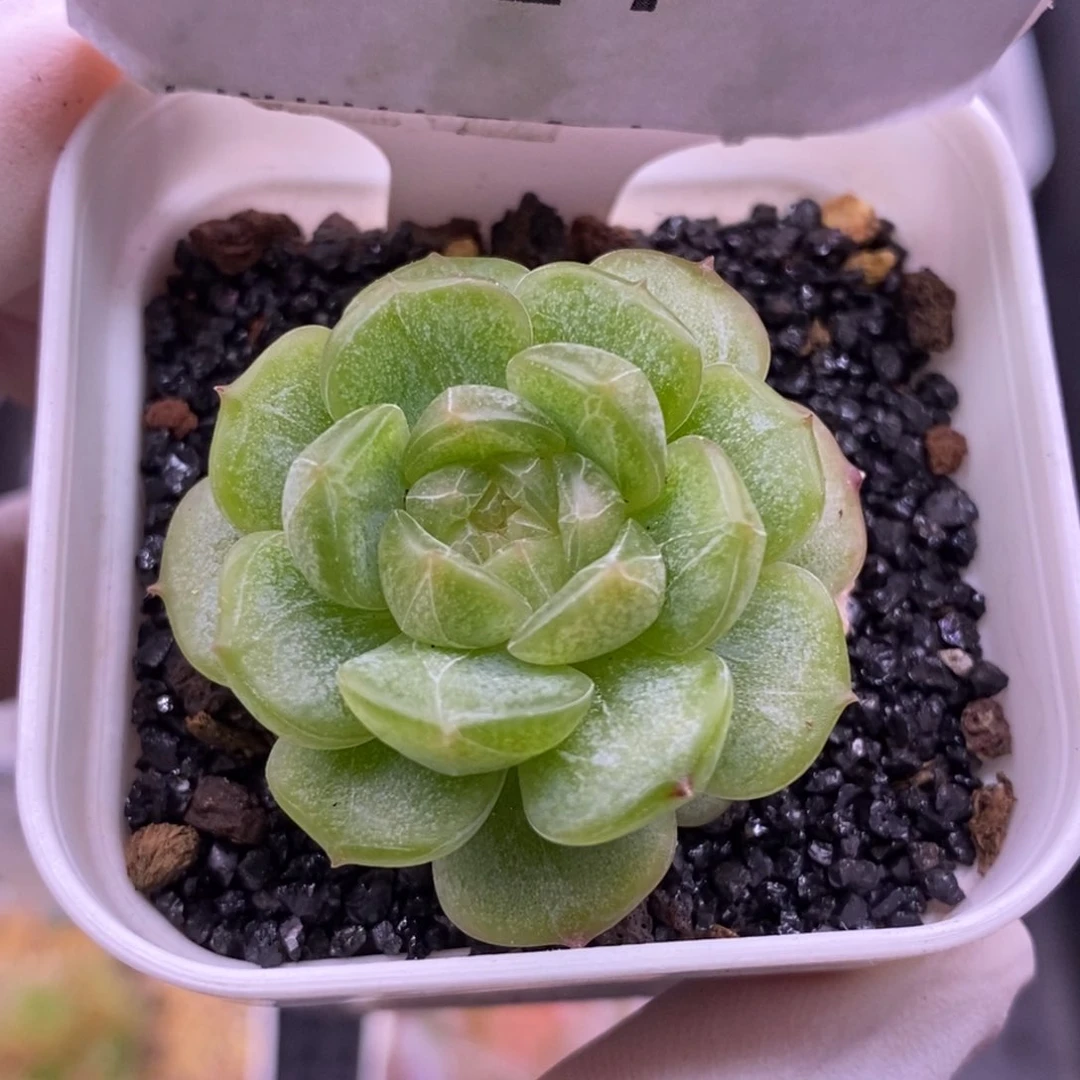 【闪购商品】11-24白恋