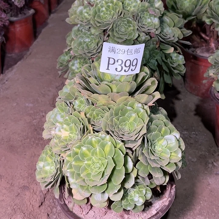399五彩琉璃多肉植物