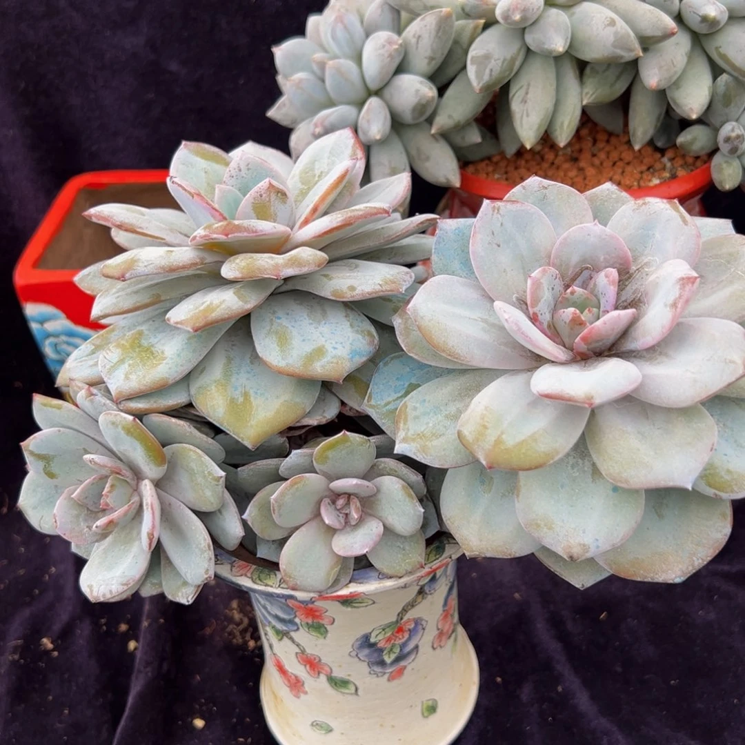 新年快乐 新年快乐 新年快乐