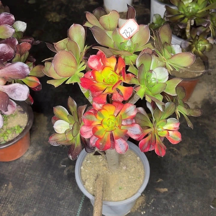 巫毒七彩掐心丛林朵朵732多肉植物法师