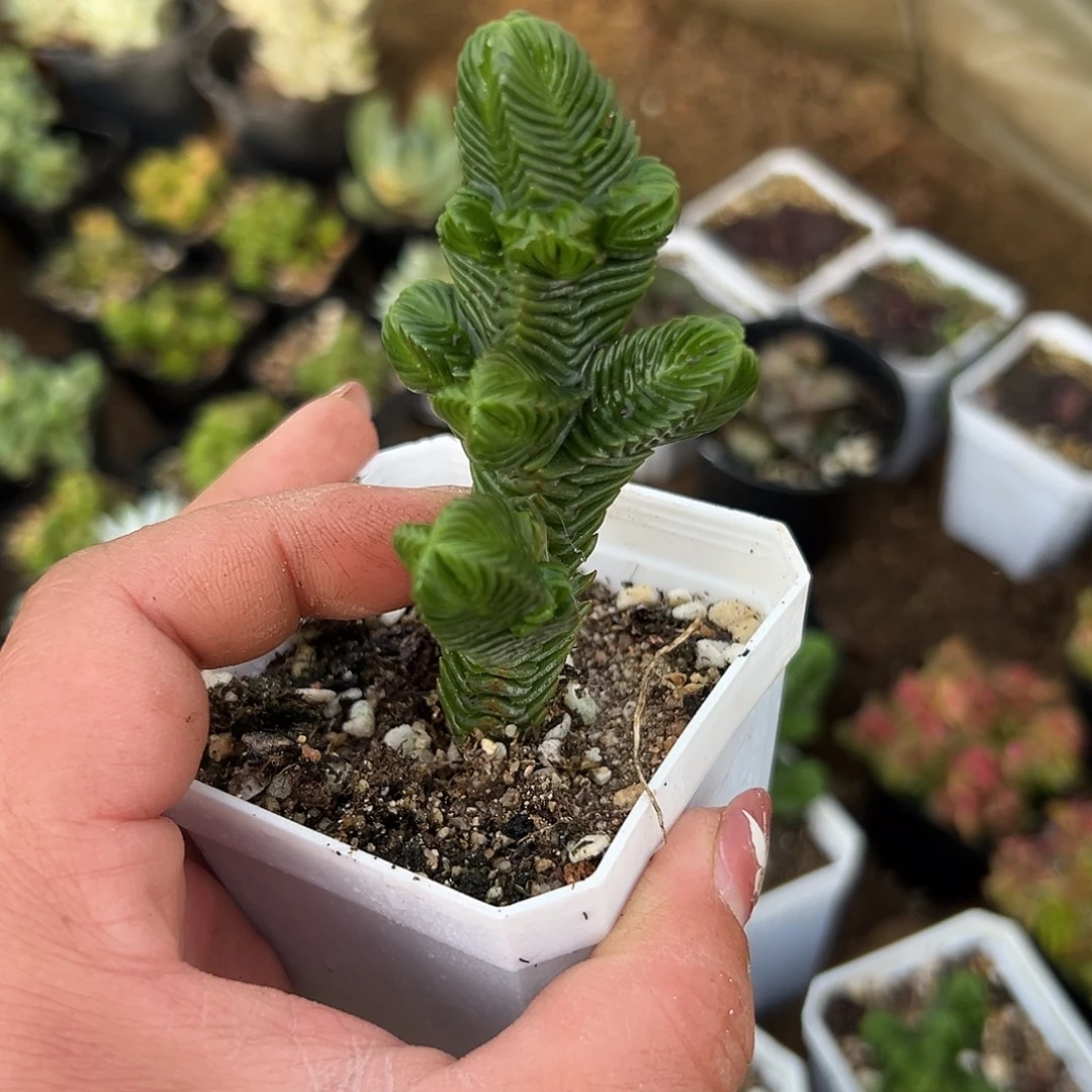 多肉植物方塔群生