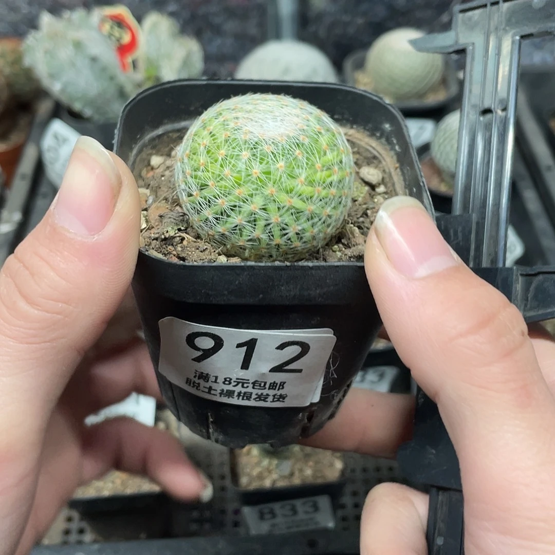 912白绢丸（满18包邮）