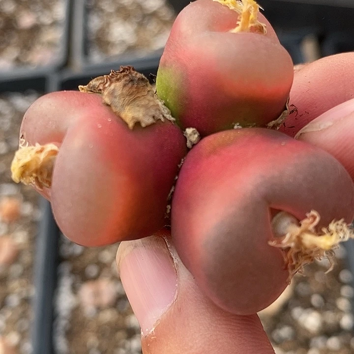 1644大三头一颗。