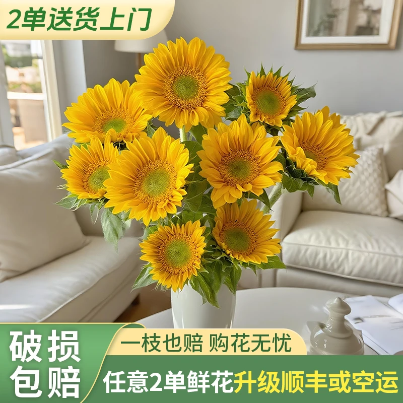 【源头优选老六】绿心向日葵 任意2单升级快递 发货后不支持退款