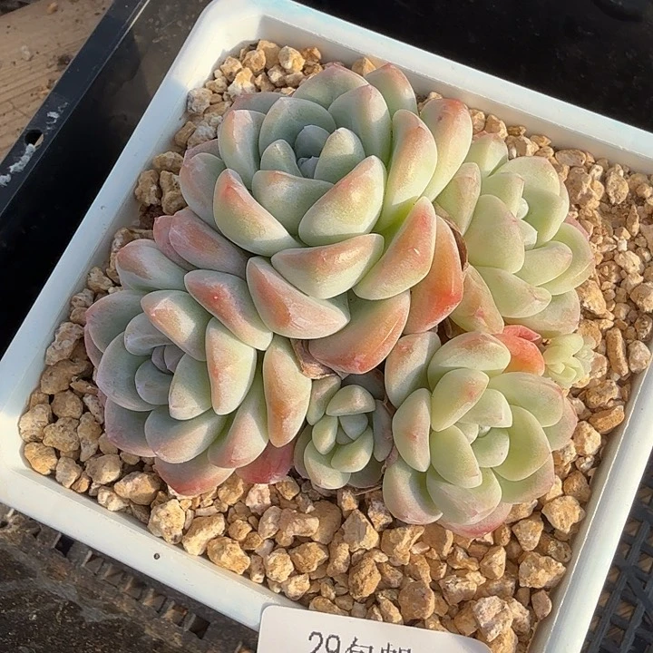 0118-23 冰玉自然群