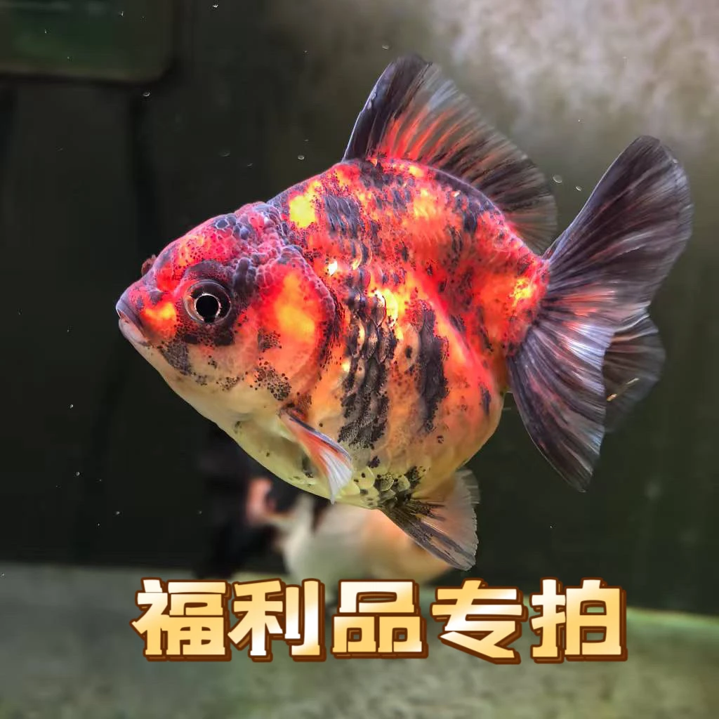 【福利品专拍】原泰F1短尾将军泰狮金鱼 默认顺丰到付 无视频不售后