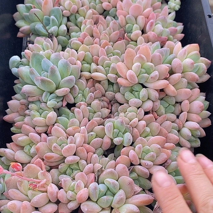77 多肉植物盆栽花卉植物