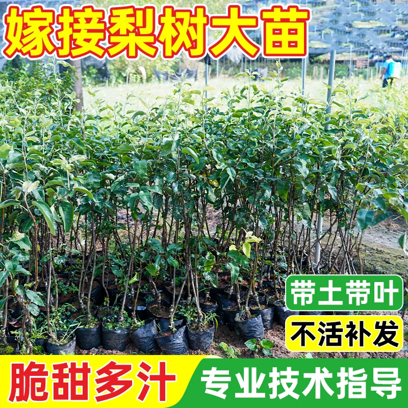 精品桂花梨树苗盆栽地栽庭院南北方种植云南红梨嫁接高产包成活