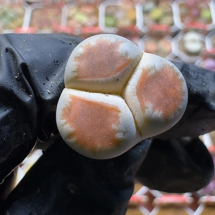 生石花2/：：。    21号