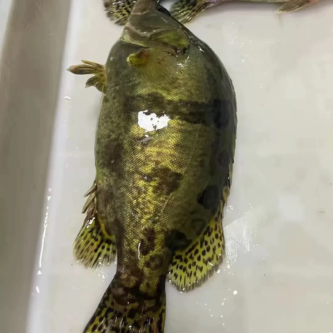 【2条装】冷水鳌花鱼4-4.5斤顺丰包邮