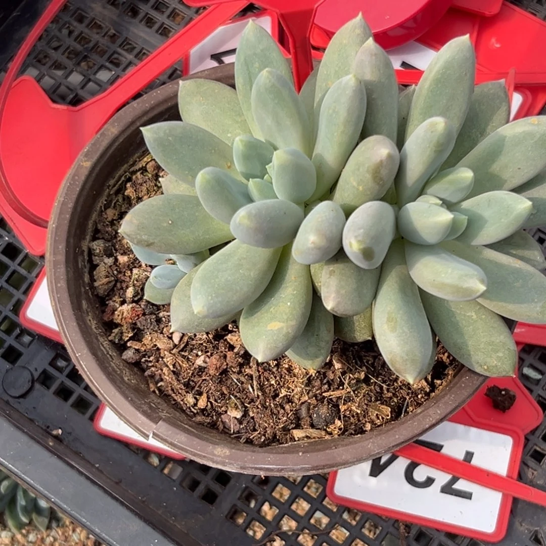 多肉植物胖体哥特747