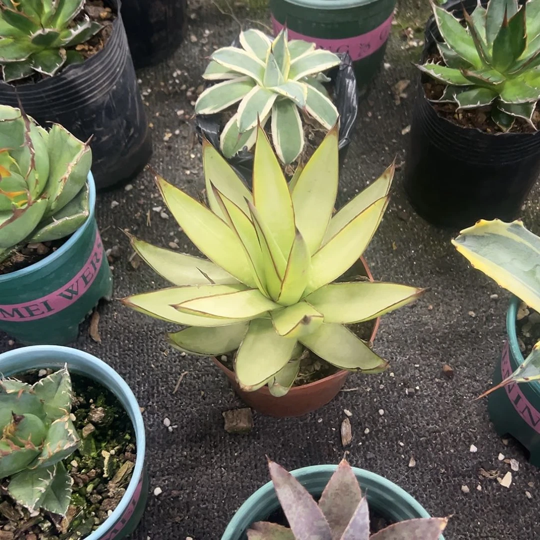 C*Z罗蔓妮生长发育