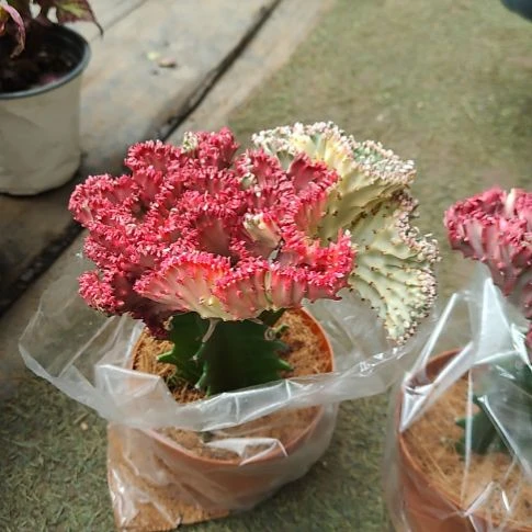 完全开放双色麒麟