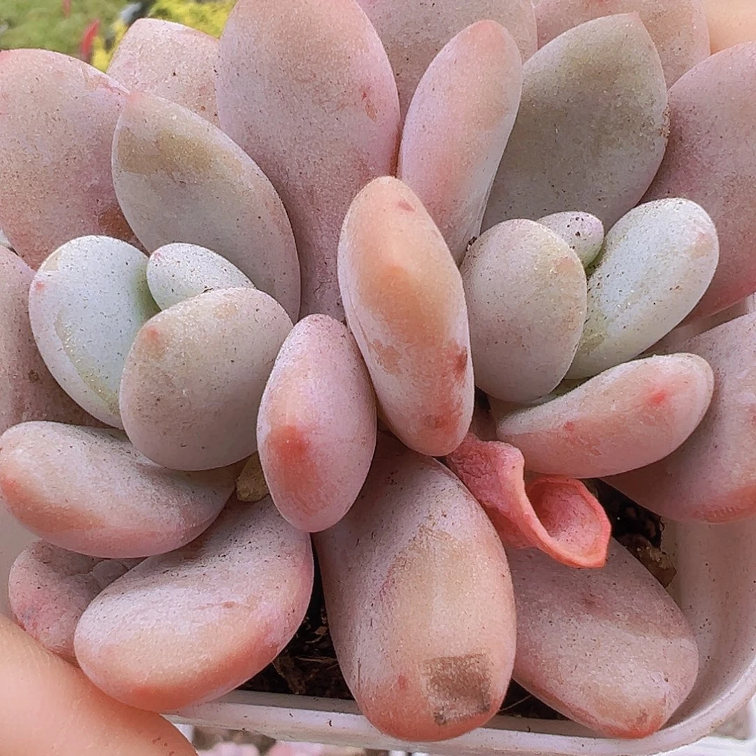 双头粉兔19包邮多肉植物