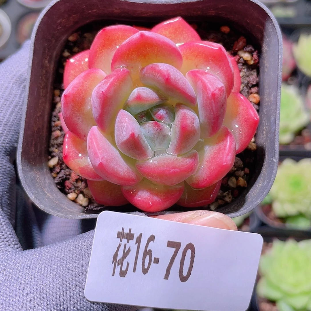 花利美16-70冰糖